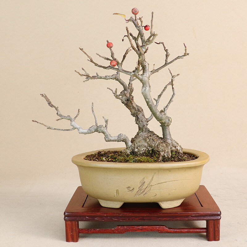 植木 盆栽 ウメモドキ」の人気商品一覧 | 安い商品を通販サイトから