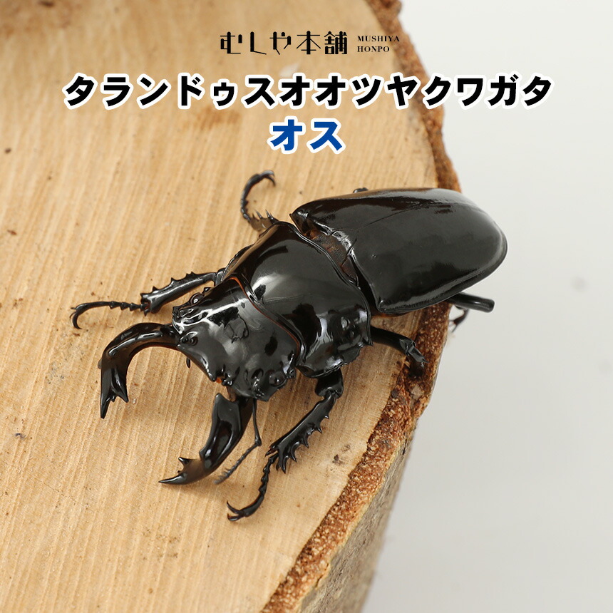楽天市場】むしや本舗 タランドゥス オオツヤクワガタ オス単品 特大