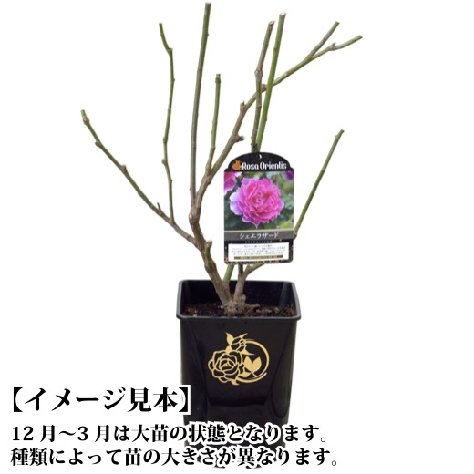 楽天市場】送料無料【ルクソール 6号鉢大苗予約】鉢植え バラ 薔薇