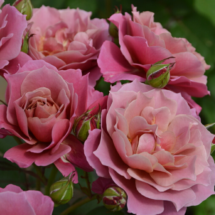 楽天市場】送料無料【葵の上 6号鉢大苗予約】鉢植え バラ 薔薇 ロサ