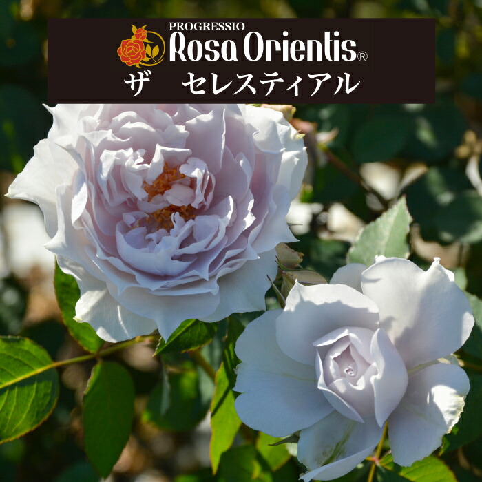 楽天市場】送料無料【ザ セレスティアル 6号鉢大苗予約】鉢植え バラ