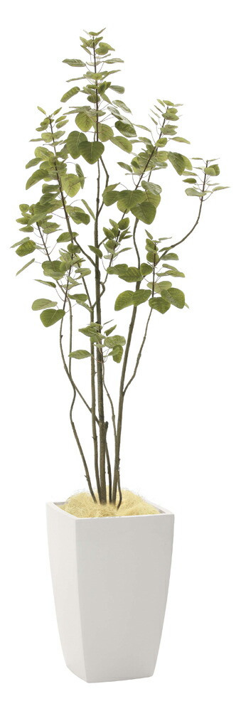 楽天市場】光触媒観葉植物 アーバンブランチツリー1.8 〔フロアタイプ