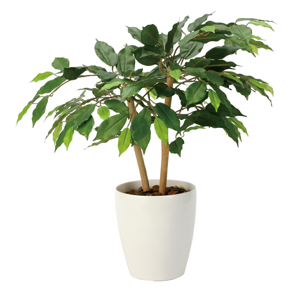 楽天市場】光触媒観葉植物 ショートベンジャミン60 〔フロアタイプ
