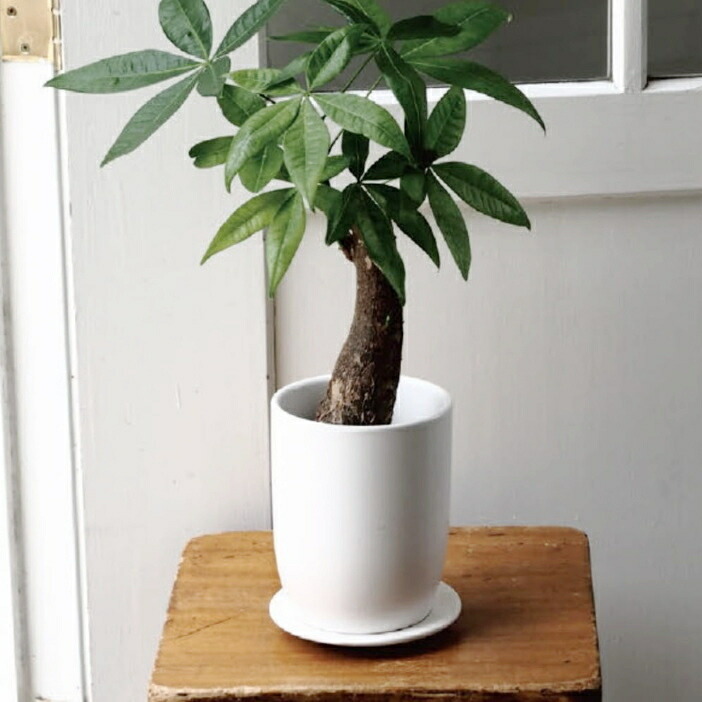 楽天市場】植木鉢 おしゃれ 陶器鉢 オストトールエッグ(2サイズ)＜ 4号