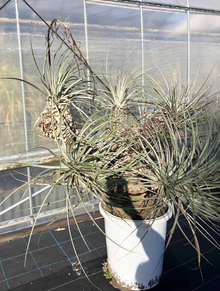 楽天市場】【現品・現物】プヤ・セルーレア puya coerulea 開花株 現地