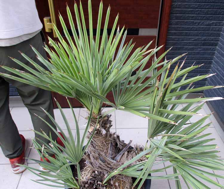 楽天市場】【現品・現物】Trithrinax campestris トリスリナックス