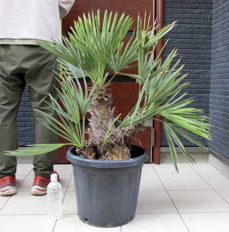楽天市場】【現品・現物】Trithrinax campestris トリスリナックス