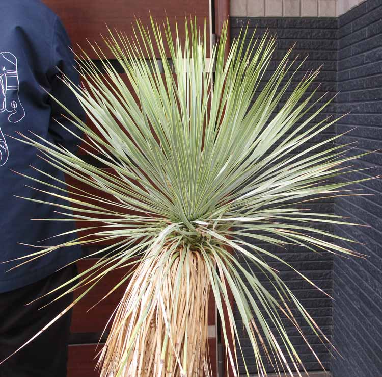 楽天市場】【現品・現物】発根済 ユッカ・リネアリフォリア - yucca