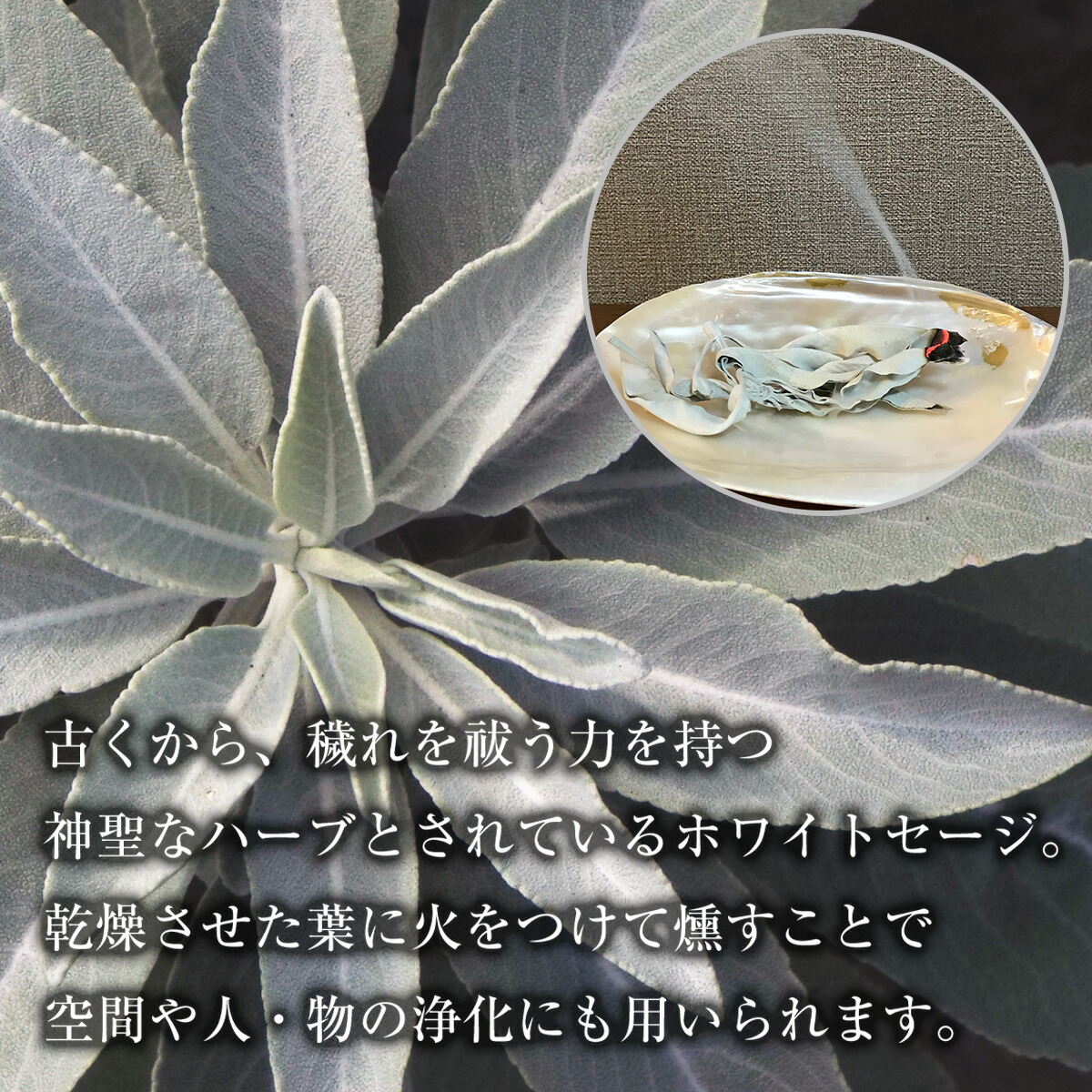 楽天市場】ホワイトセージ 浄化用 枝無し リーフ 約30g THE EARTH