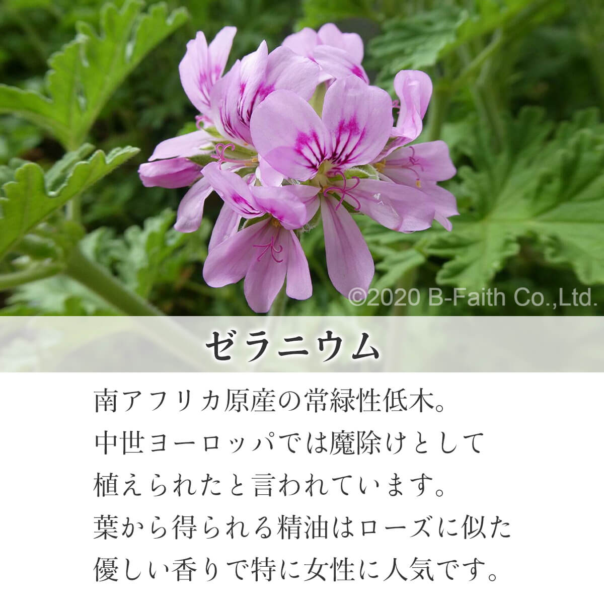 楽天市場】ゼラニウム オイル 100ml 精油 アロマ アロマオイル