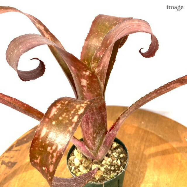 楽天市場】ビルベルギア 'テキーラサンセット' 2寸 (観葉植物 おしゃれ
