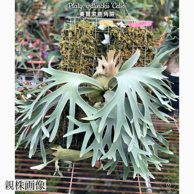 楽天市場】(現品) ビカクシダ ウィリンキー 'セルソタツタ' (TC) (No