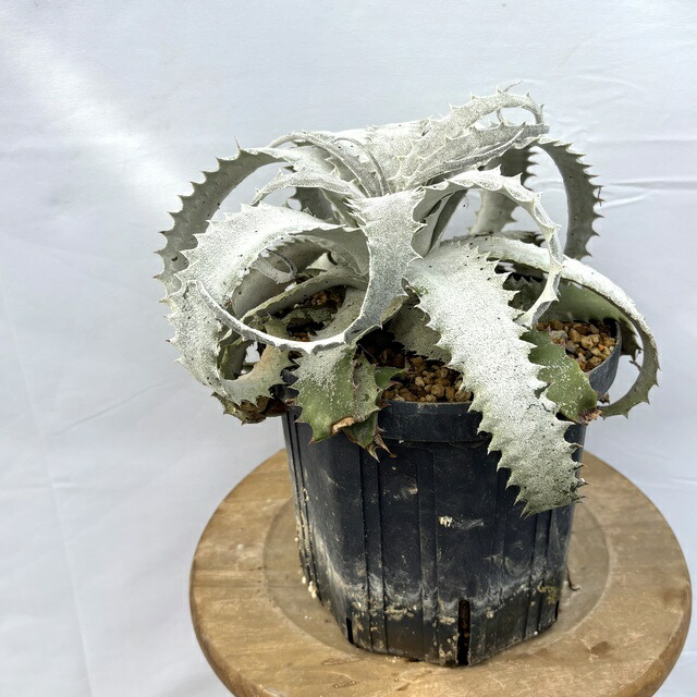 楽天市場】(現品) ヘクチア ラナータ 実生苗 (No.62101) (観葉植物