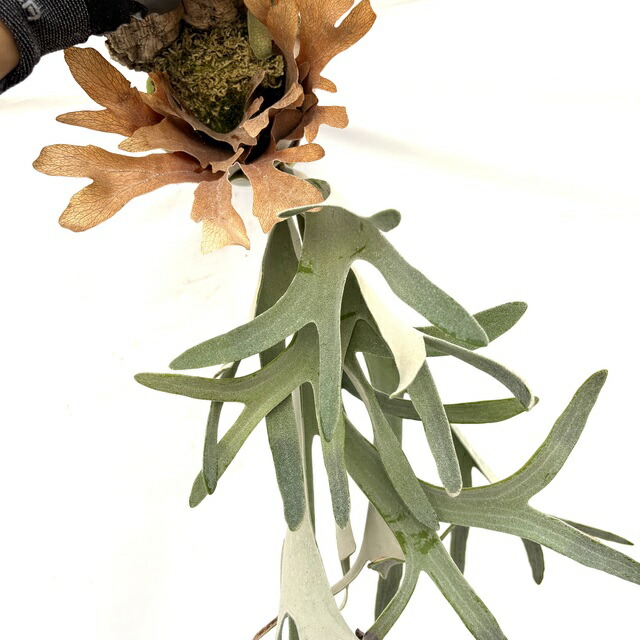 楽天市場】(現品) ビカクシダ 'ハクナマタタ' (No.40975) (コウモリ