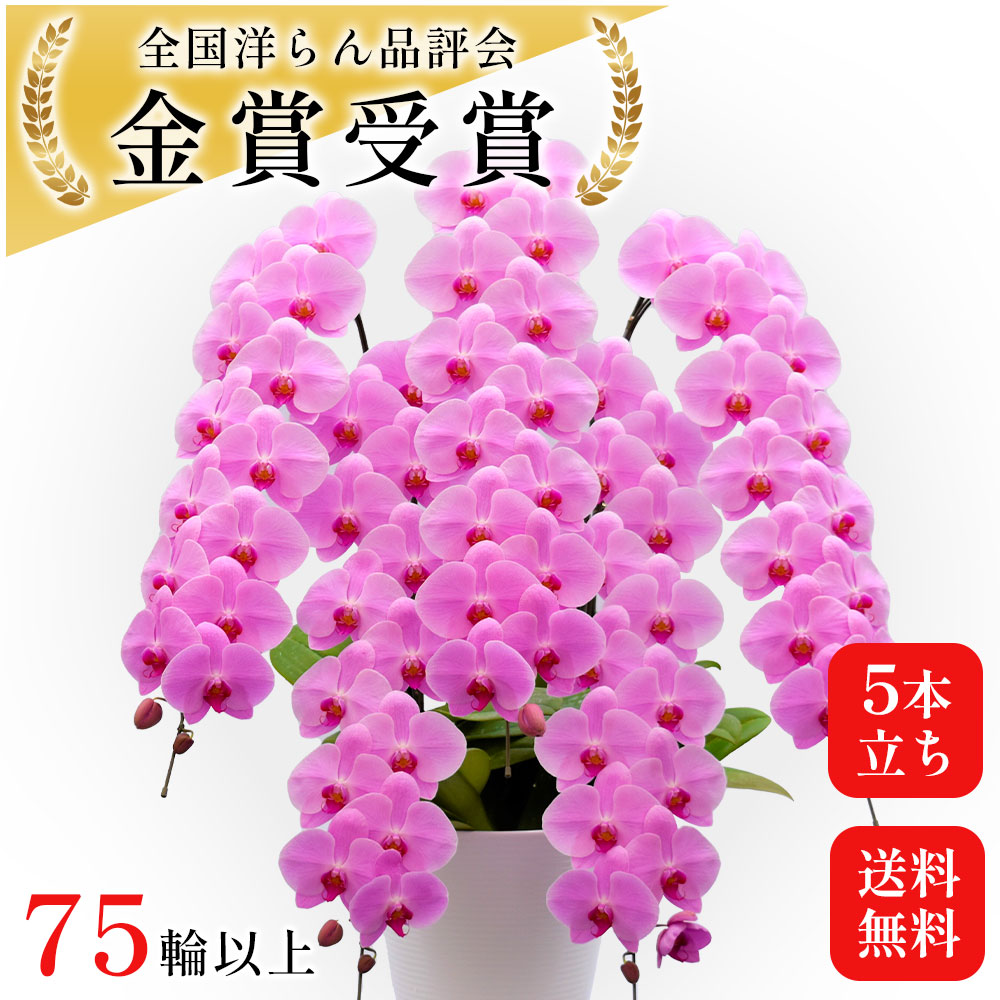 楽天市場】お祝い 胡蝶蘭 ピンク 5本 75-85輪 5本立ち お祝いの花 大輪