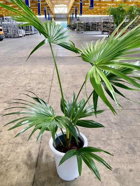 楽天市場】ビローヤシ 8号 観葉植物 ビロウヤシ うちわ 鉢植え 販売 苗
