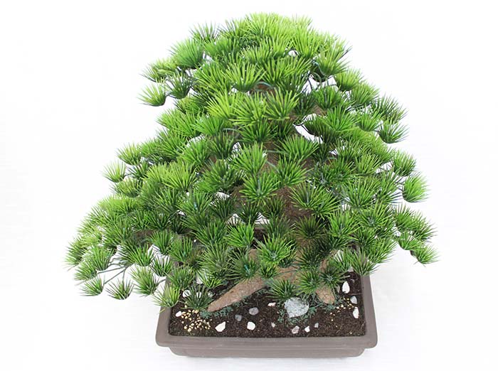 楽天市場】【工芸盆栽】長角 12号（デラックス）【Bonsai of imitation