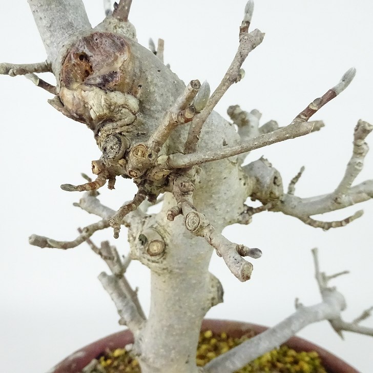 楽天市場】盆栽 姫こぶし 樹高 約23cm ひめこぶし Magnolia tomentosa