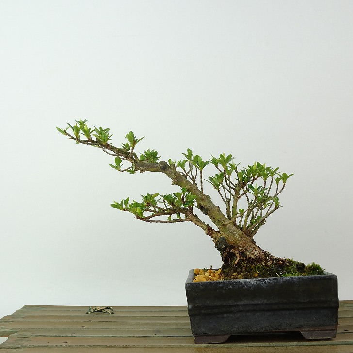 楽天市場】盆栽 皐月 小太郎 樹高 約12cm さつき Rhododendron indicum