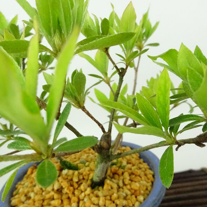 楽天市場】盆栽 皐月 聖代 樹高 約14cm さつき Rhododendron indicum