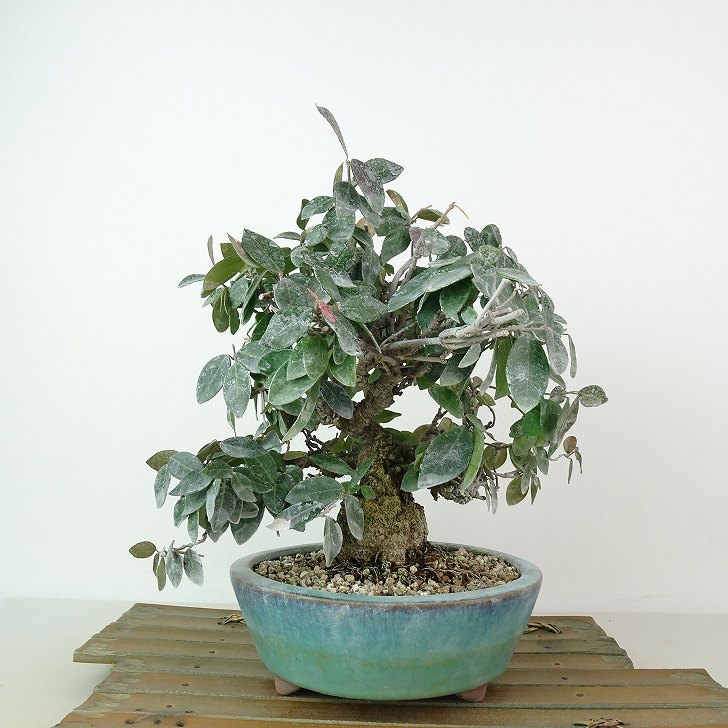 楽天市場】盆栽 定家葛 樹高 約21cm ていかかずら Trachelospermum