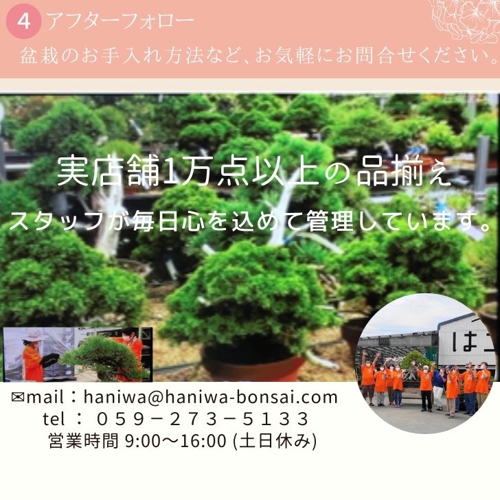 楽天市場】盆栽鉢 月香 (共布・共箱) 五彩 龍絵 撫角 長方鉢 観賞用