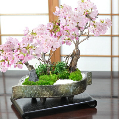 楽天市場】桜 盆栽 桜盆栽 桜の豪華寄植え 落ち葉型 信楽焼鉢 12号