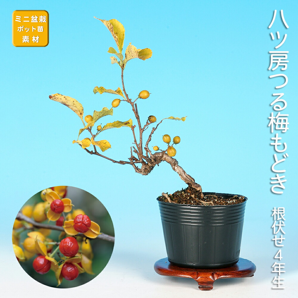植木 盆栽 ウメモドキ」の人気商品一覧 | 安い商品を通販サイトから