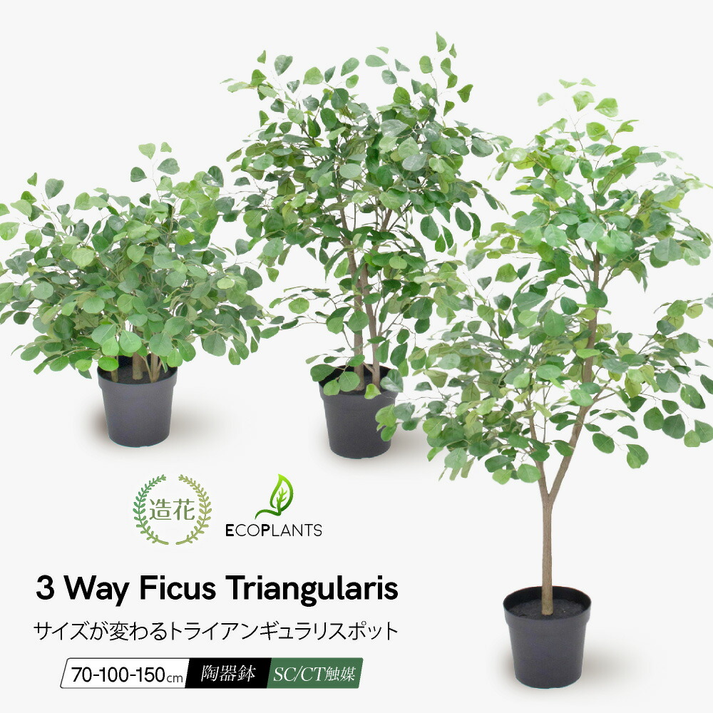 トライアンギュラリス」の人気商品一覧 | 安い商品を通販サイトから