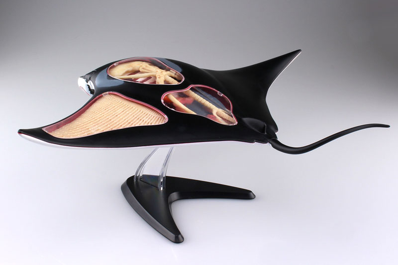 楽天市場】【 限定品】模型 4D VISION 動物 解剖モデル No.30