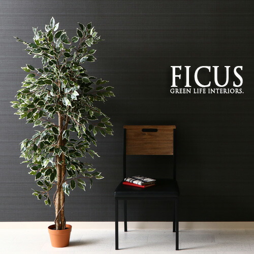 楽天市場】観葉植物 フェイク FICUS フィカス ゴムの木 160cm 大型