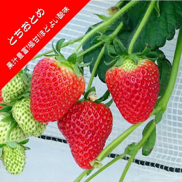 楽天市場】【いちご苗】栃乙女（とちおとめ） 3号ポット : 産直花だん屋