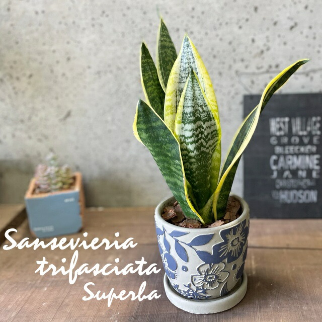 楽天市場】観葉植物【サンセヴィエリア属】サンスベリア・スーパーバー