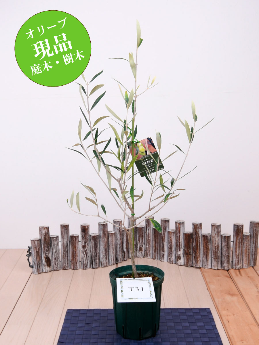 genpin-olive-02t31.jpg
