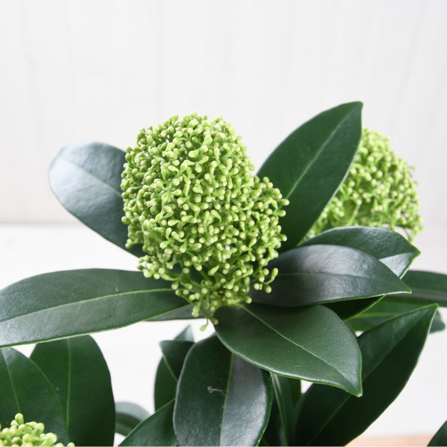 楽天市場】スキミア 【セール品！】ルベラ ホワイトグローブ 6号鉢植え