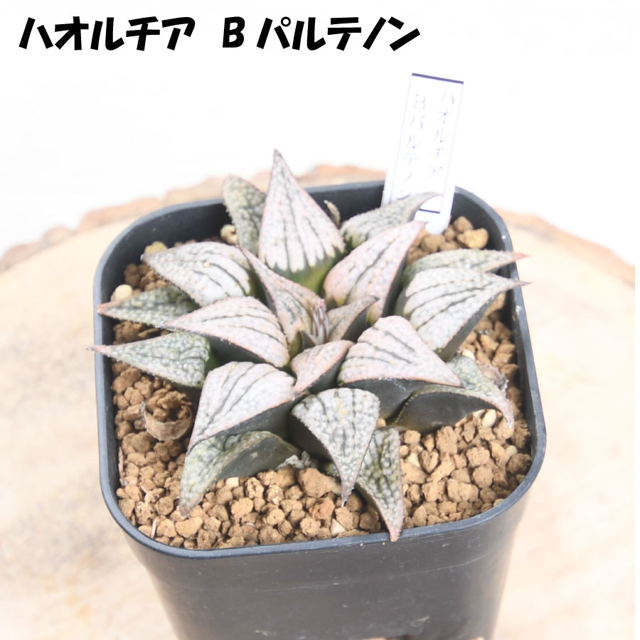楽天市場】ハオルチア 【セール品】 選べる全12品種 Aセット 3号硬質
