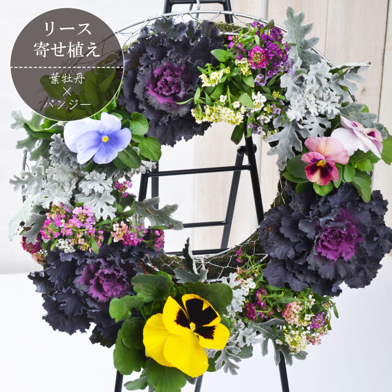楽天市場】寄せ植え お花の ハンギングリース 葉牡丹とビオラ 葉牡丹と