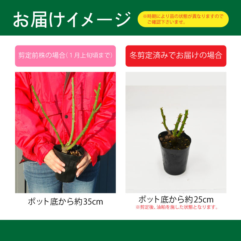 楽天市場】バラ苗 ニコロパガニーニ フロリバンダ ローズ 赤系 2年生