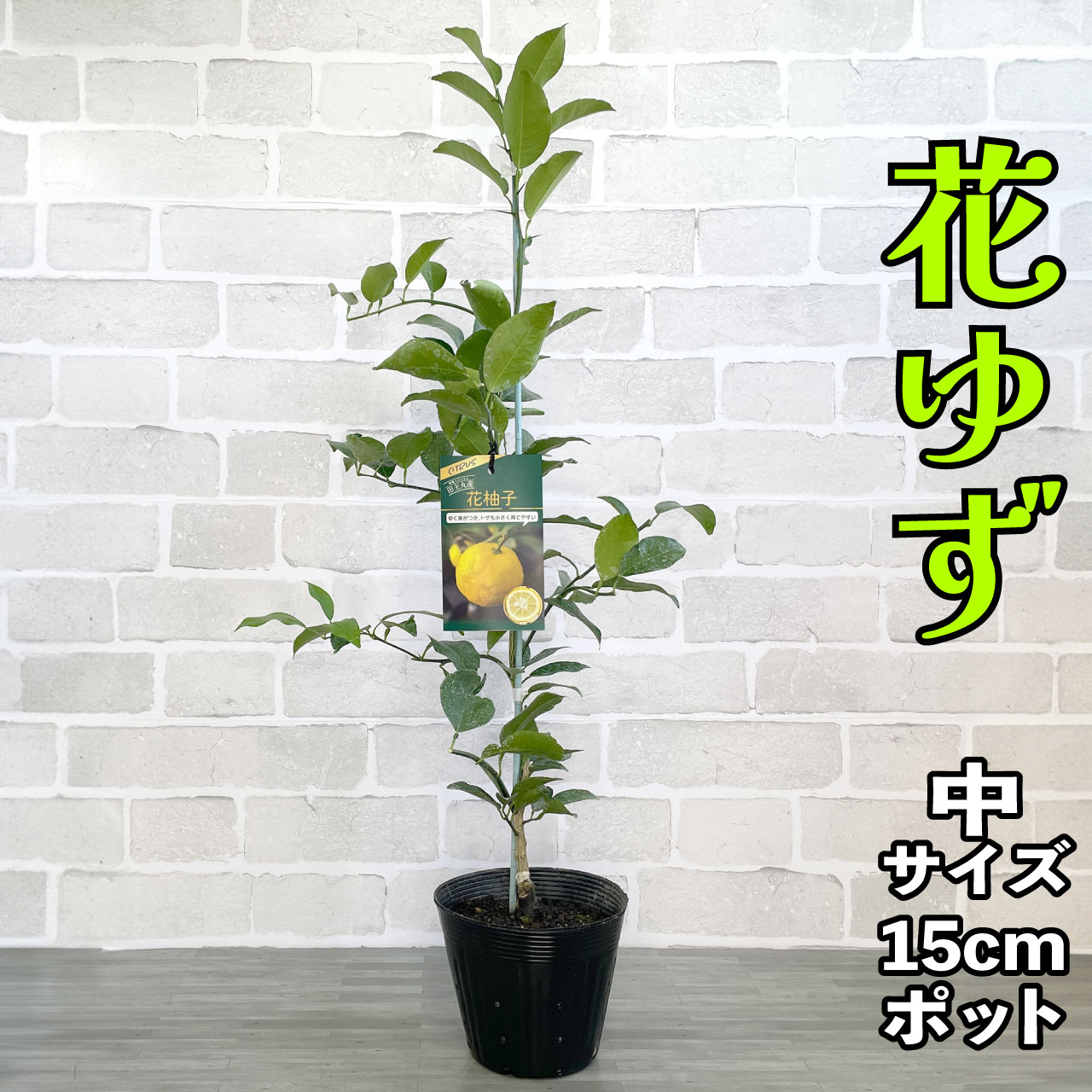 楽天市場】花ゆず(一才ゆず) 苗木 [中] 15cmポット 【ベランダで育成