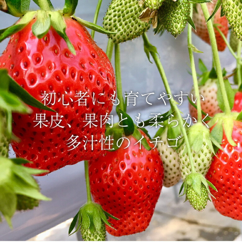 楽天市場】いちご 苗 いちごの苗 イチゴ苗 宝交早生 ほうこうわせ