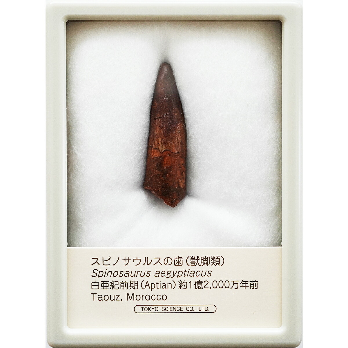 楽天市場】スピノサウルスの歯 中厚ケース入り 東京サイエンス 恐竜