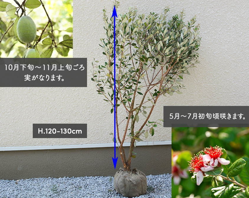 楽天市場】フェイジョア 約120-130cm 苗 植木 庭木 植物 果樹 実