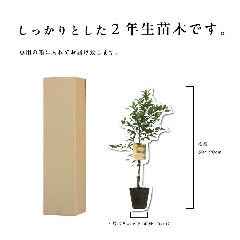 楽天市場】【予約割引100円OFF】【培養土プレゼント中】タチバナ(橘