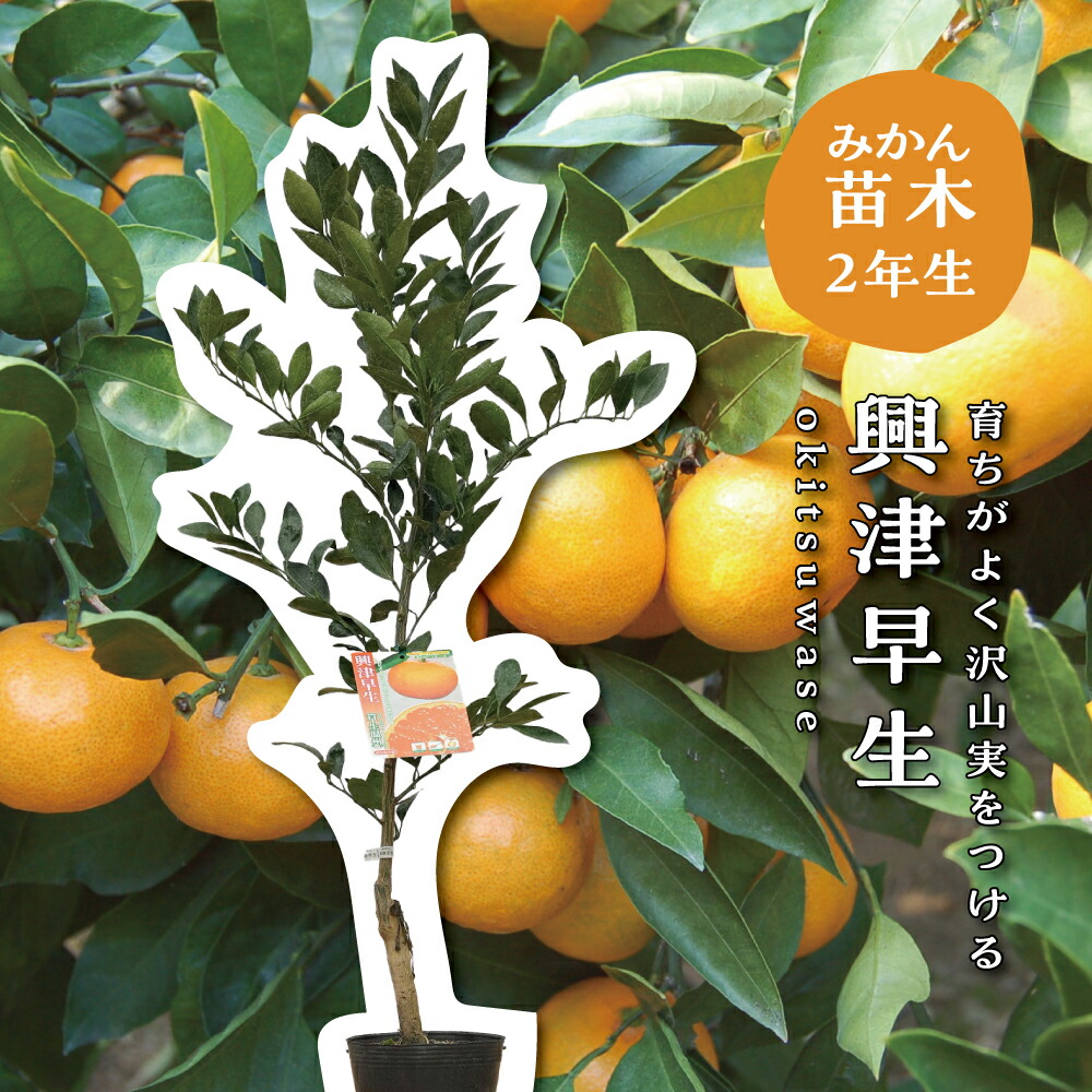 楽天市場】興津早生 【特等2年生苗木】 苗木 みかんの木 接木苗