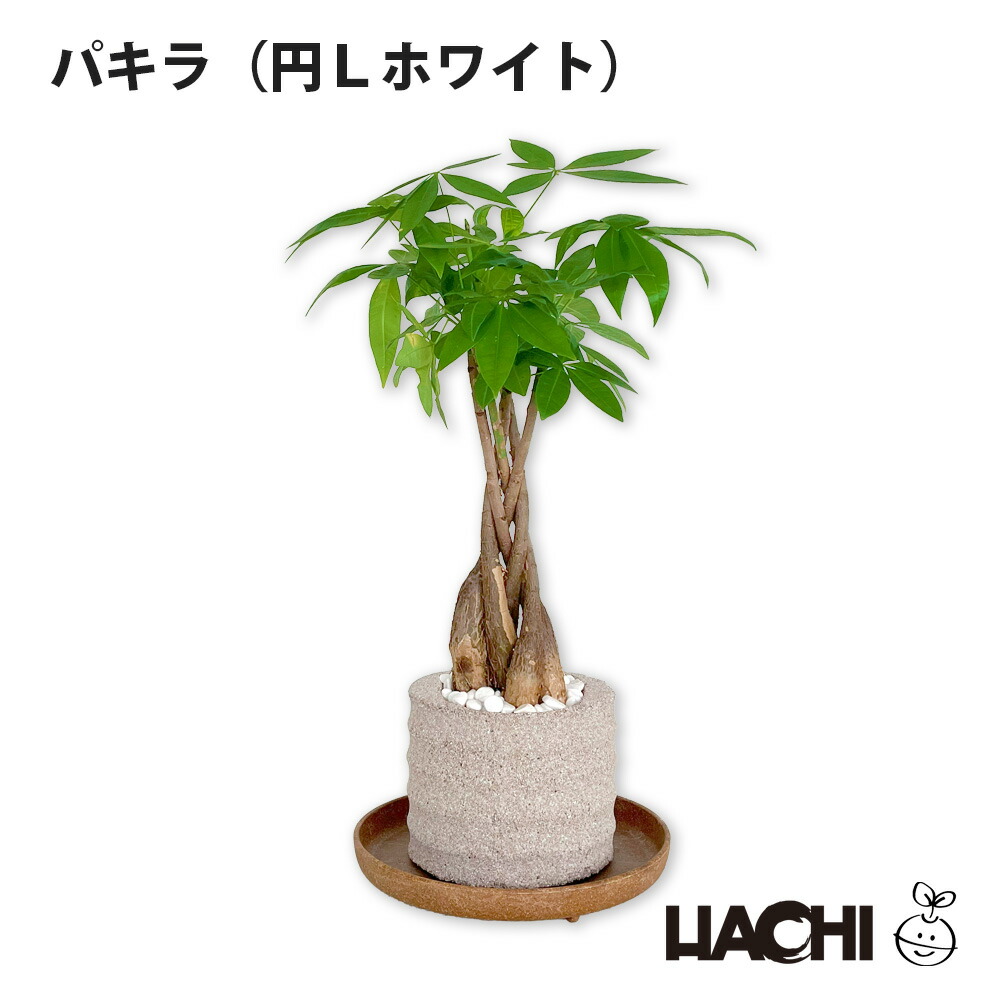 パキラ 約1.5メートル(取りに来ていただける方のみ) パキラ 約1.5
