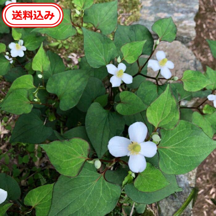 楽天市場】【送料無料】徳島産 ドクダミの根10本送料込み【化学肥料