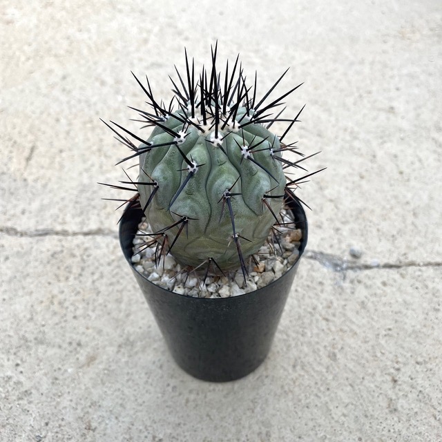 楽天市場】【Copiapoa コピアポア 黒王丸（実）】管理方法付き2.5号鉢