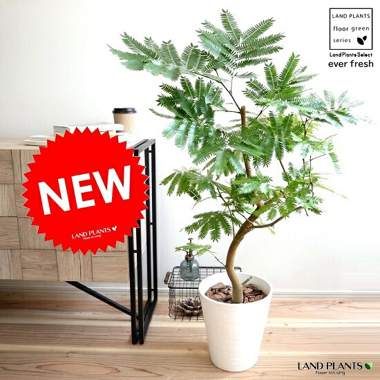 観葉植物 エバーフレッシュ 大型」の人気商品一覧 | 安い商品を通販