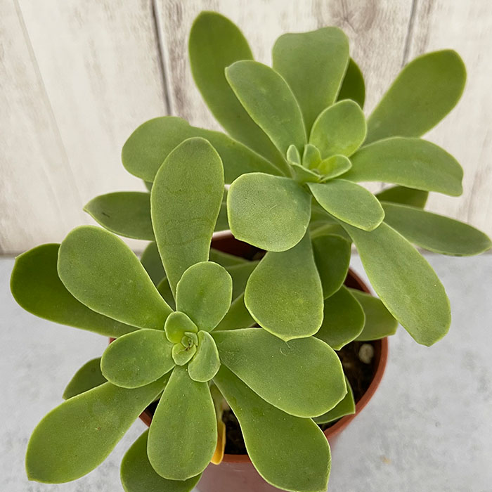 楽天市場】多肉植物 セダム 薄化粧 6.5cmポット 観葉植物 インテリア