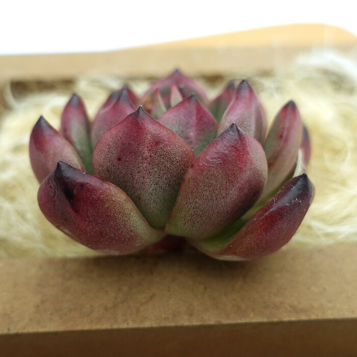 楽天市場】多肉植物 エケベリア TM 韓国苗 抜き苗 カット苗 約6cm tps